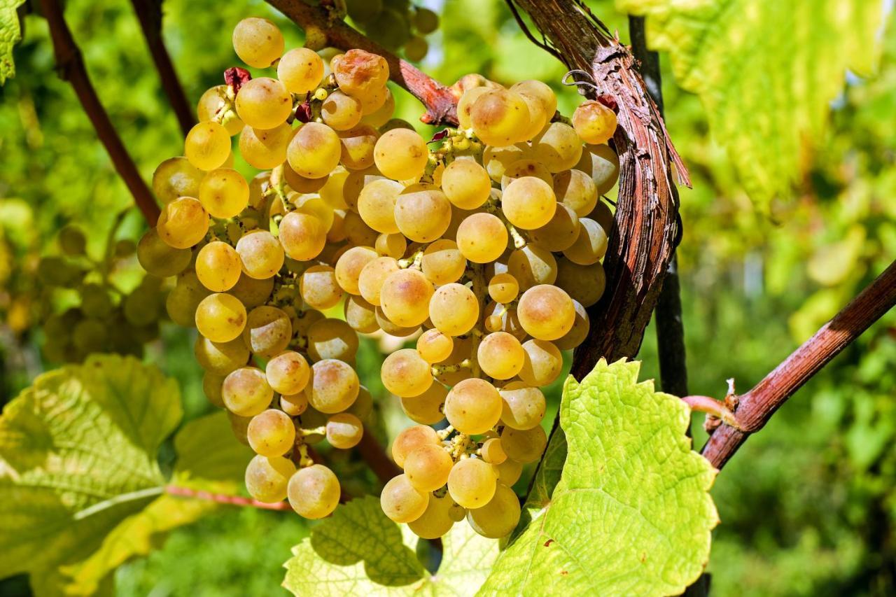 Fewo Zur Goldenen Traube Rüdesheim am Rhein Kültér fotó